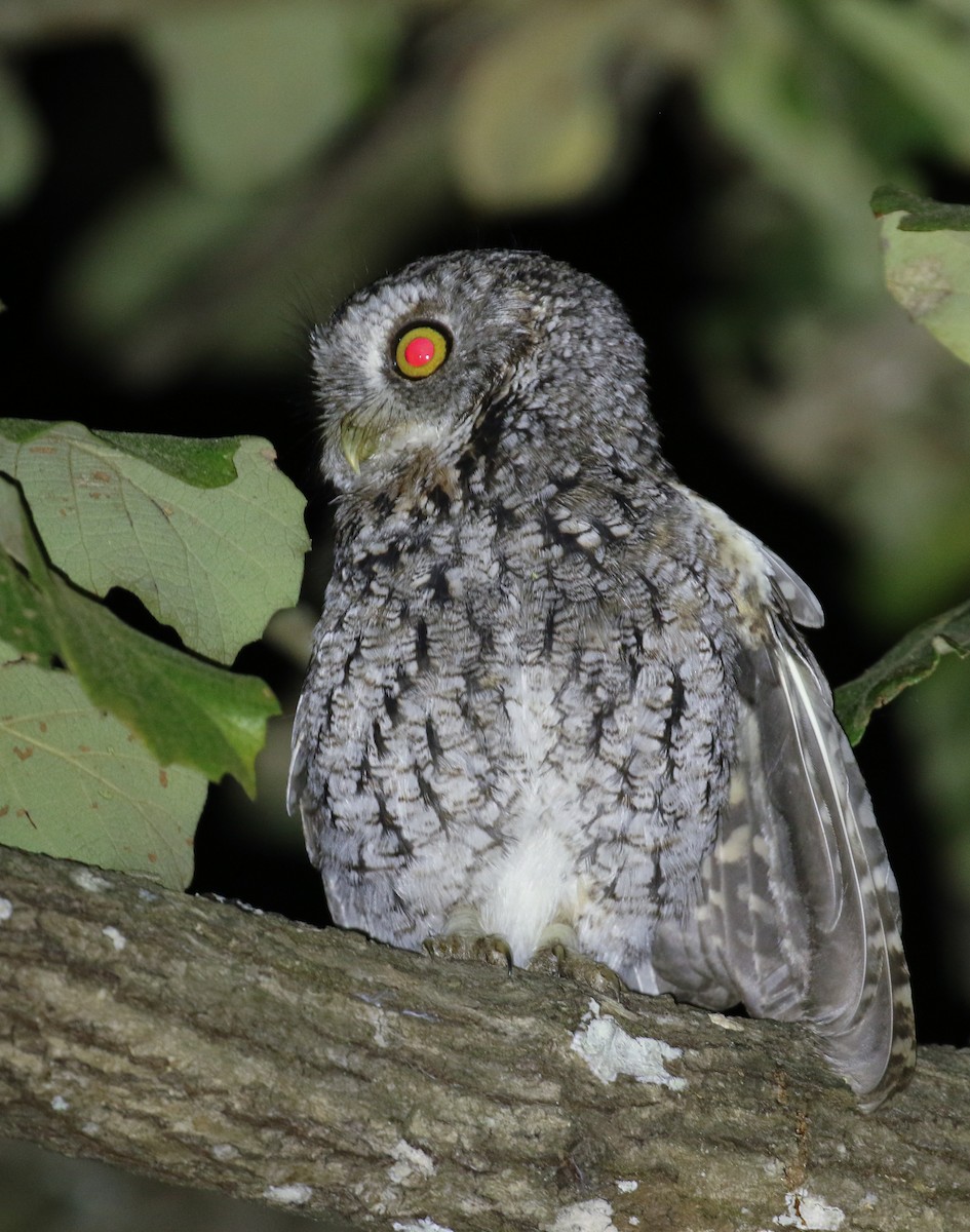 Whiskered Screech-Owl - ML389746471