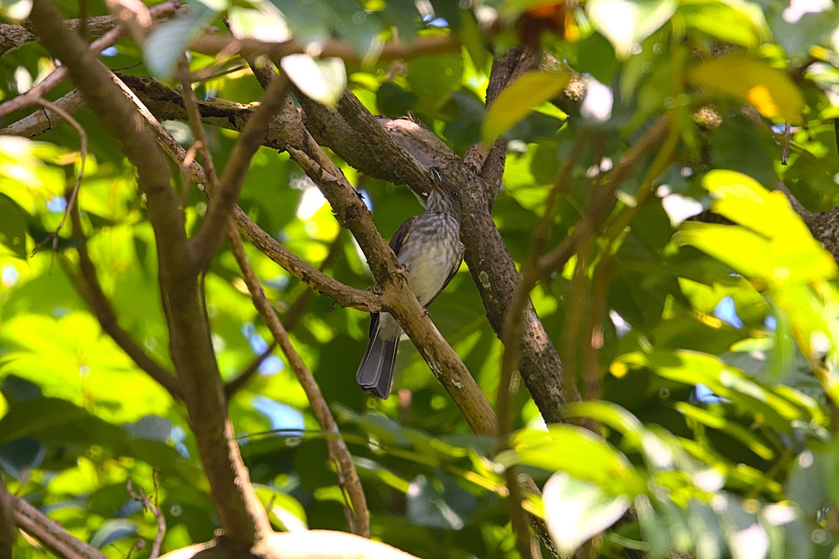 Streaked Bulbul - ML389749331