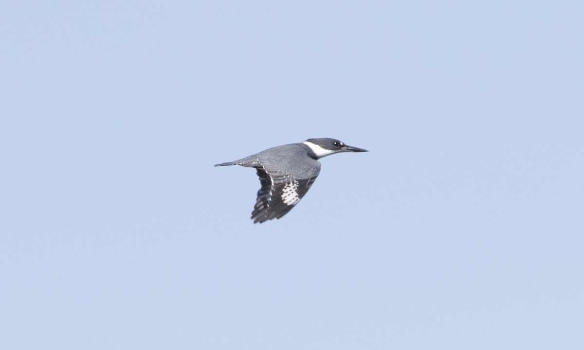 Belted Kingfisher - Brian Sullivan