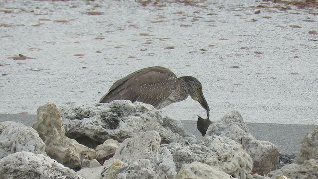 Yellow-crowned Night Heron - ML389750831