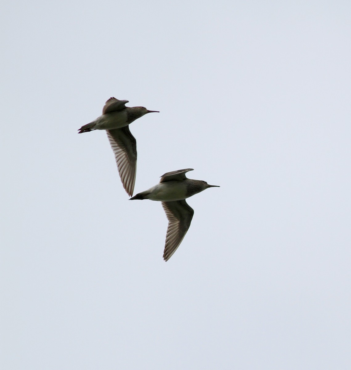 Pectoral Sandpiper - ML38975091