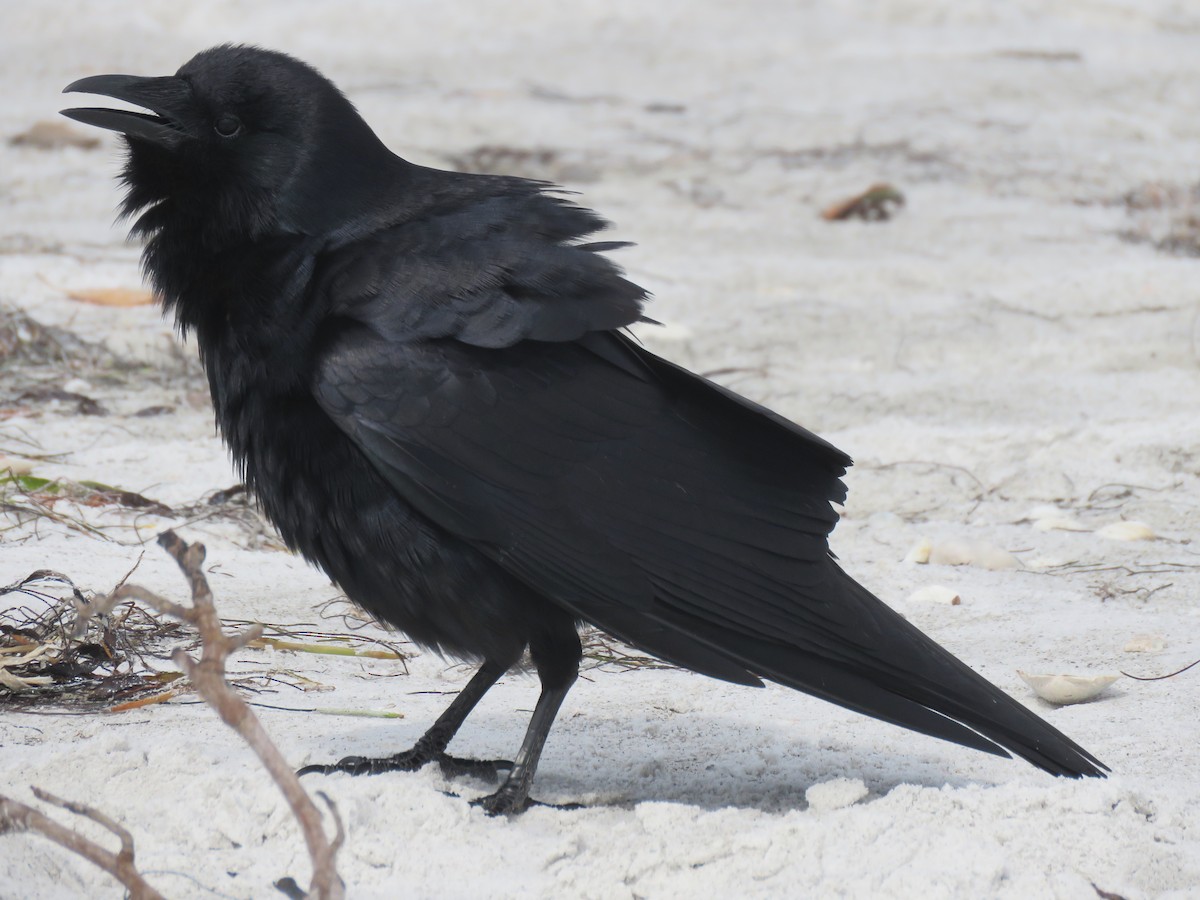 Fish Crow - ML389751131