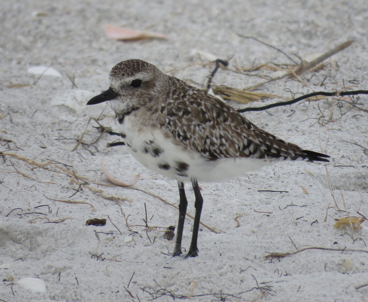 Black-bellied Plover - ML389751231