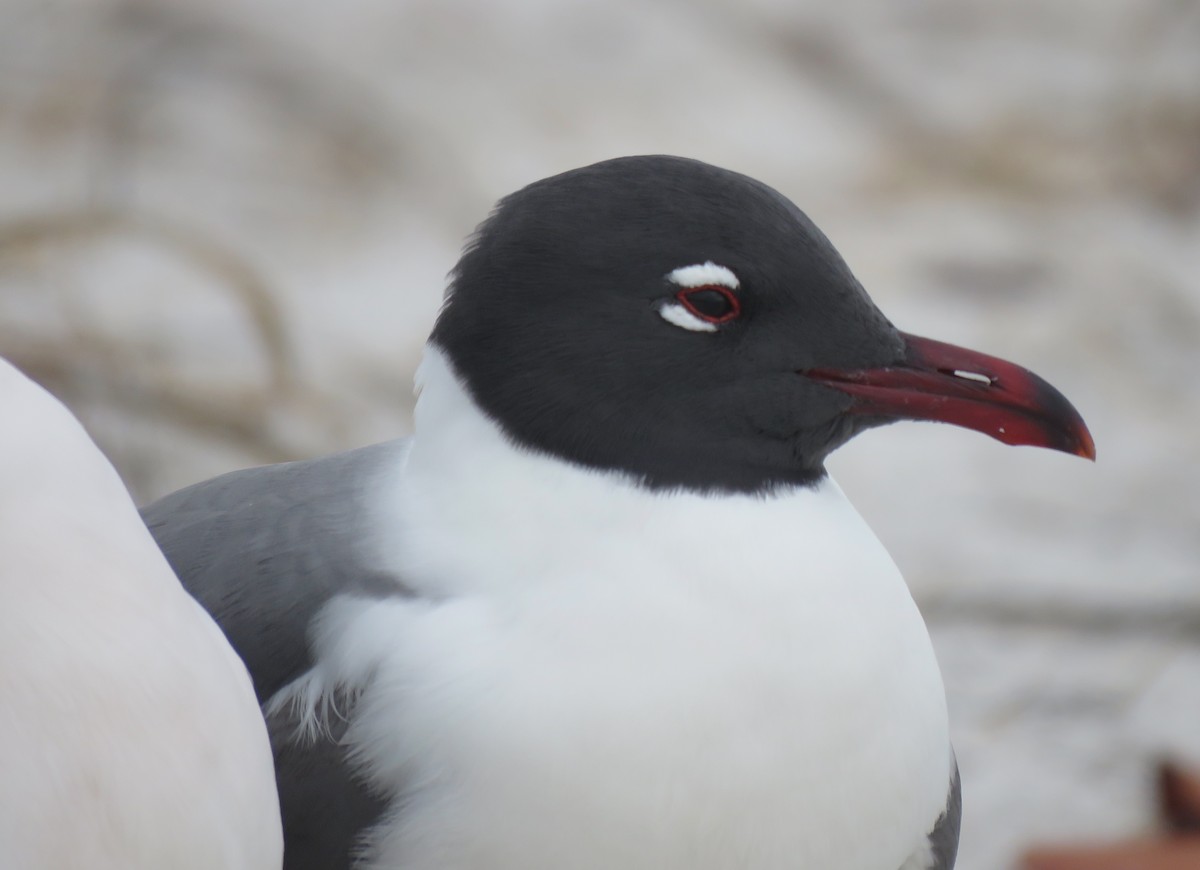 Laughing Gull - ML389751381