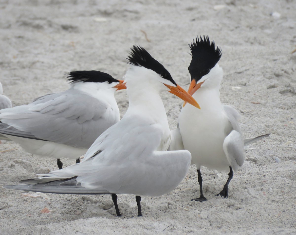 Royal Tern - ML389751401