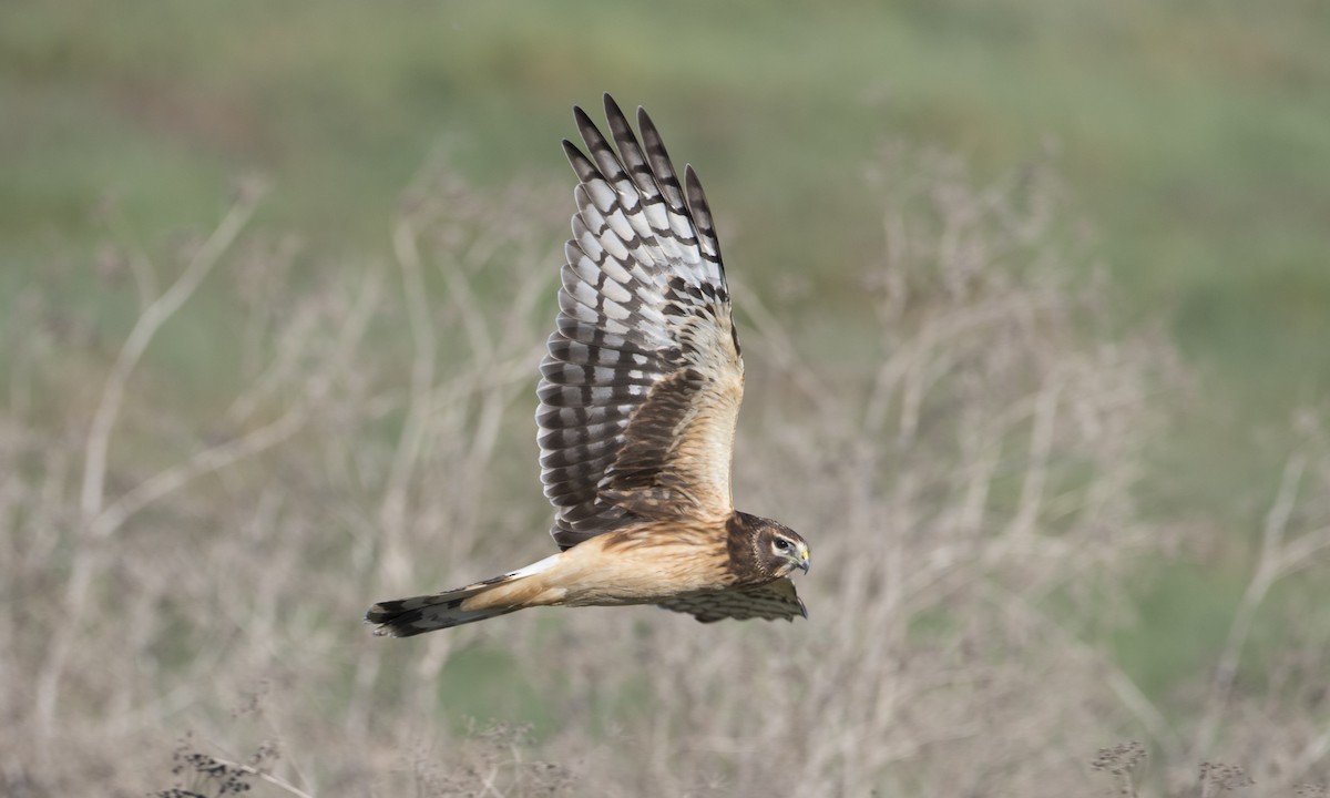 Northern Harrier - Brian Sullivan