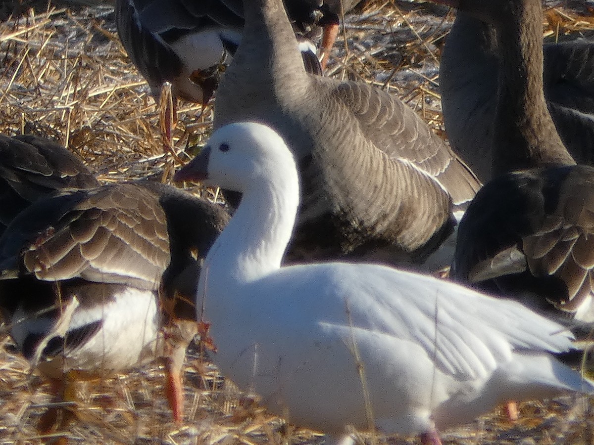 Ross's Goose - ML389752641