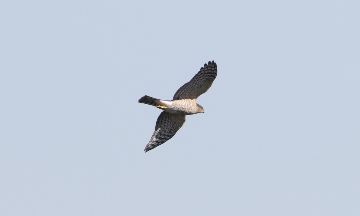 Sharp-shinned Hawk - ML38975281