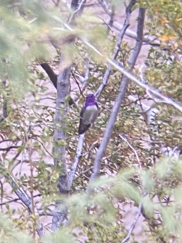 Costa's Hummingbird - ML389753111