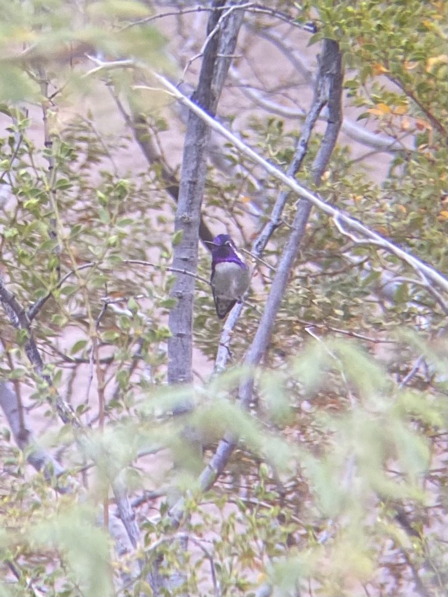 Costa's Hummingbird - Luke Miller