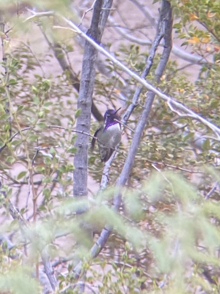 Costa's Hummingbird - ML389753141
