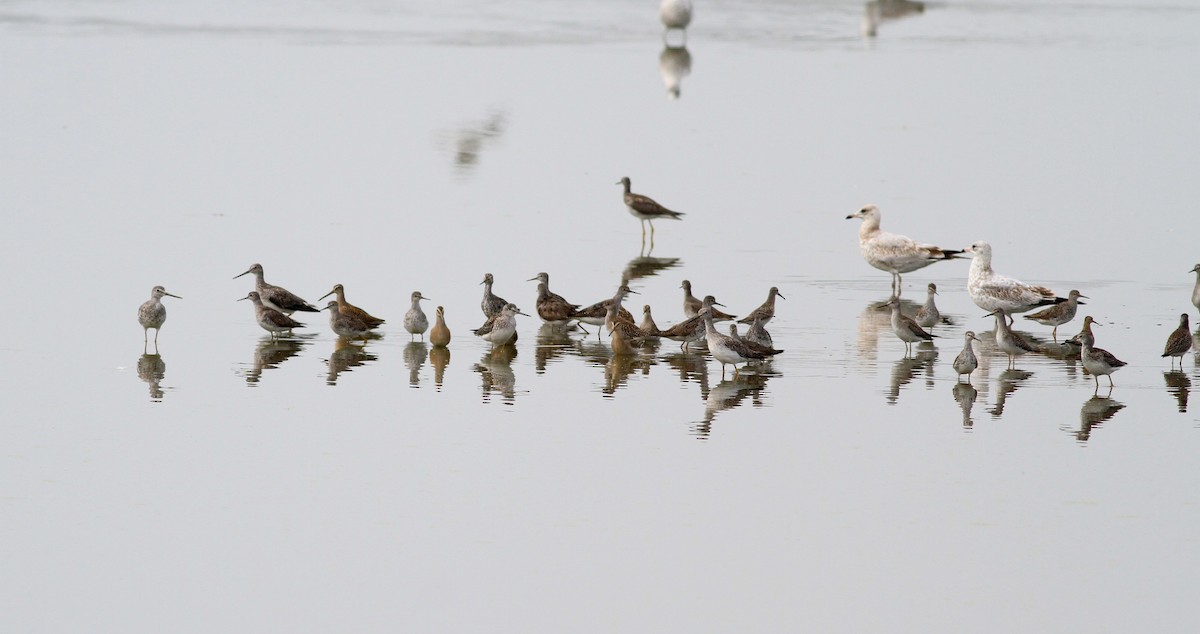 Greater Yellowlegs - ML38975321