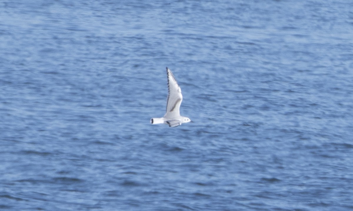 Bonaparte's Gull - ML38975331