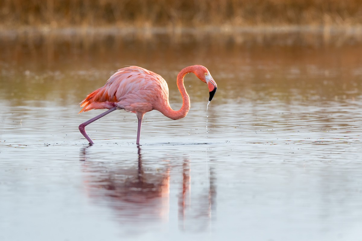 American Flamingo - ML389753431