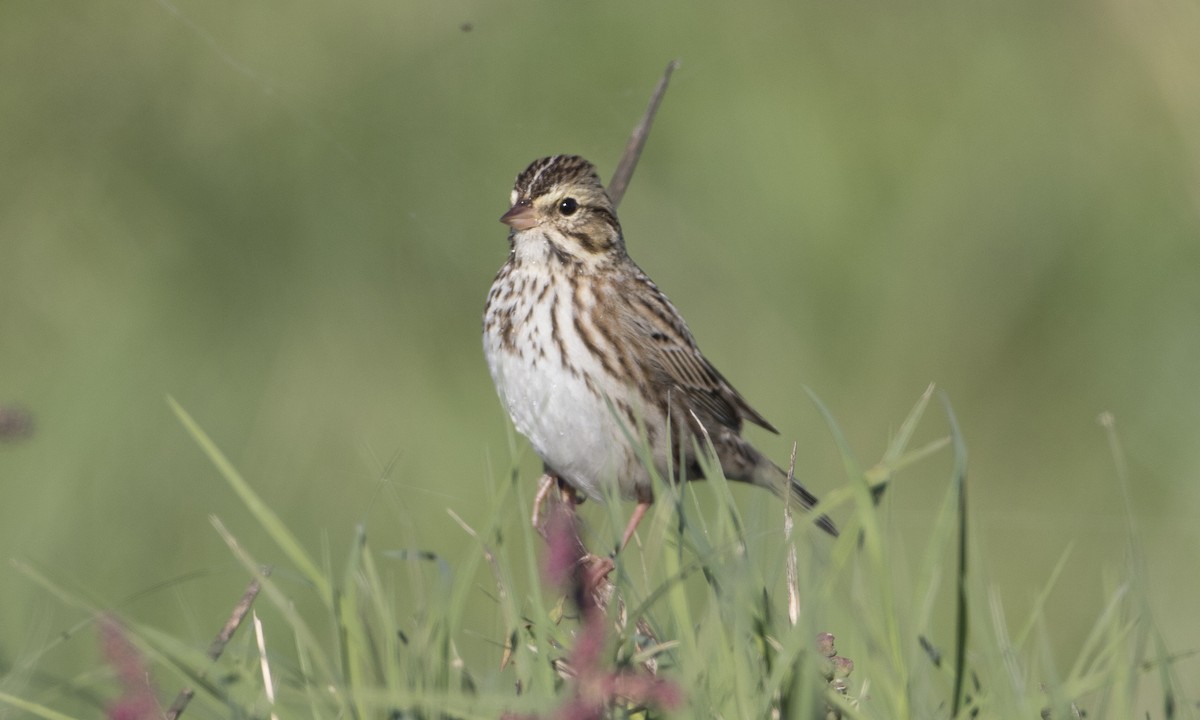 Savannah Sparrow (Savannah) - ML38975411