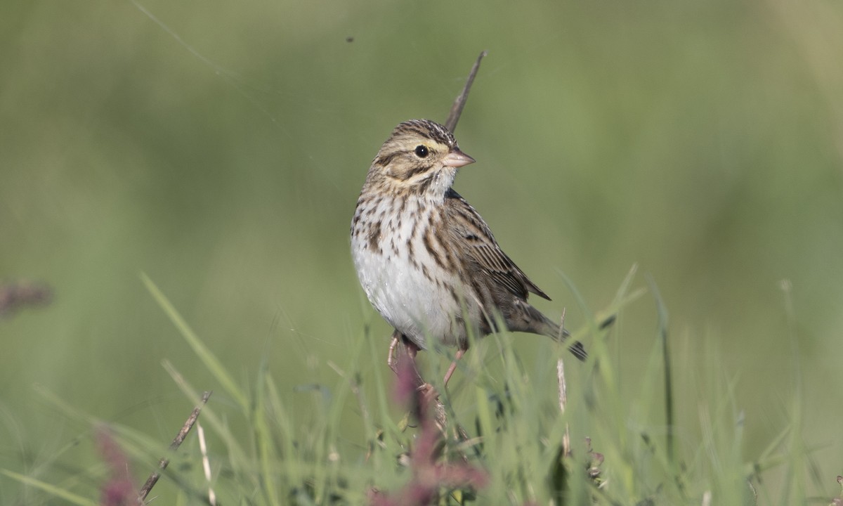 Savannah Sparrow (Savannah) - Brian Sullivan