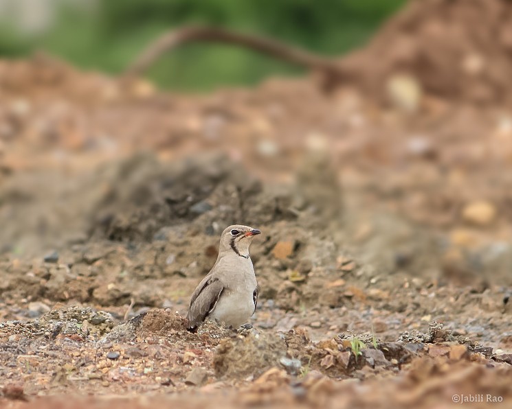 Collared Pratincole - ML389755581