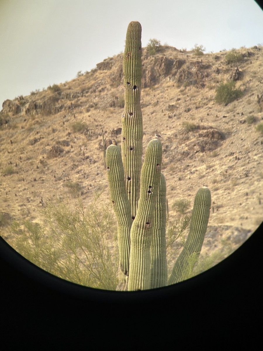 kaktusspottefugl - ML389758581