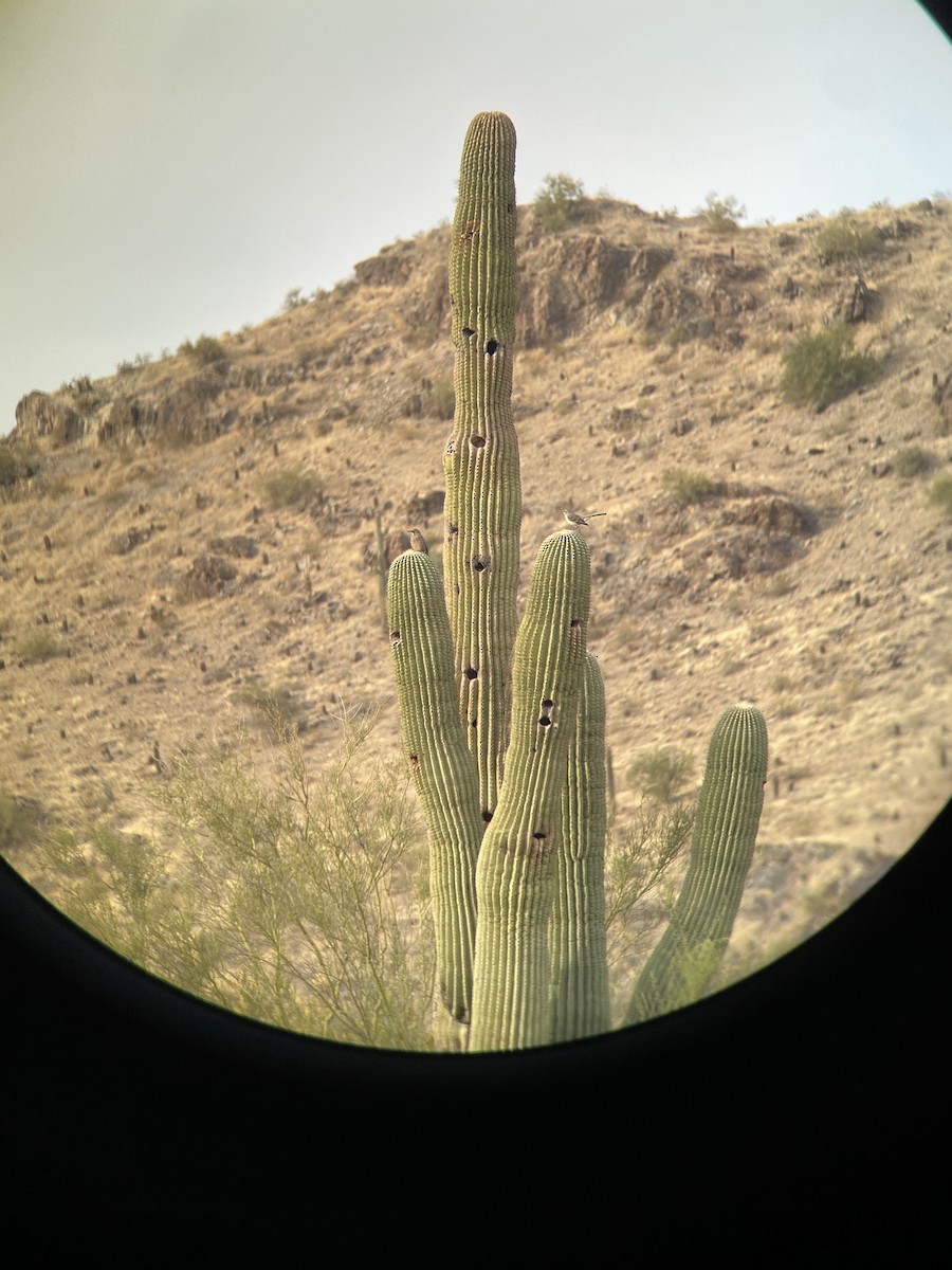 kaktusspottefugl - ML389758591