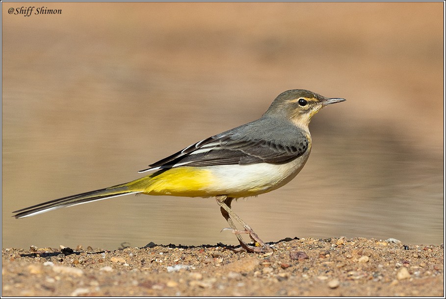 Gray Wagtail - ML389761461