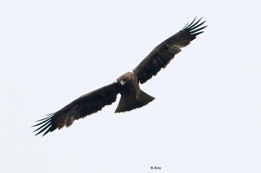 Booted Eagle - ML389762921