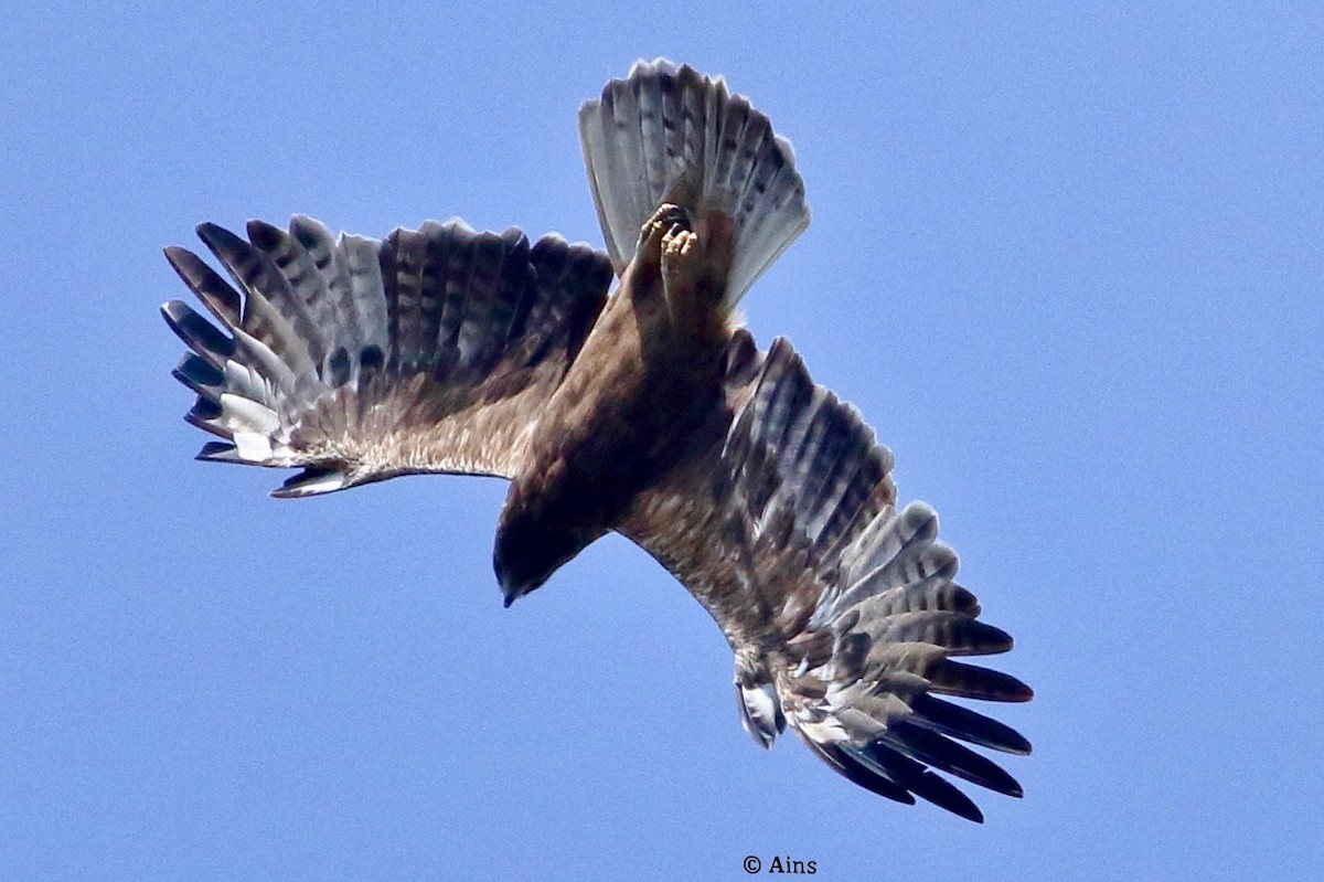 Booted Eagle - ML389762931