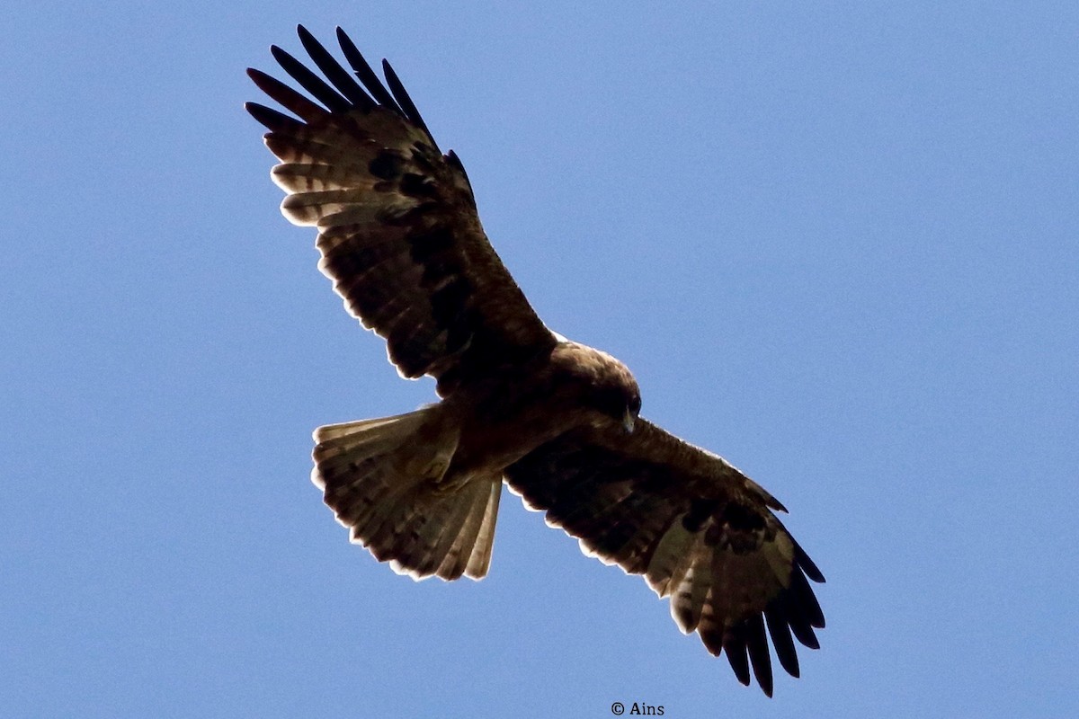 Booted Eagle - ML389762941