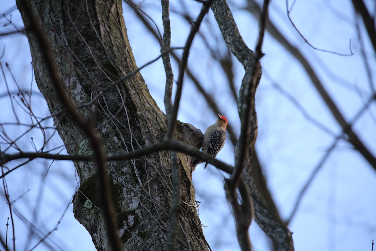 Red-bellied Woodpecker - ML389763621
