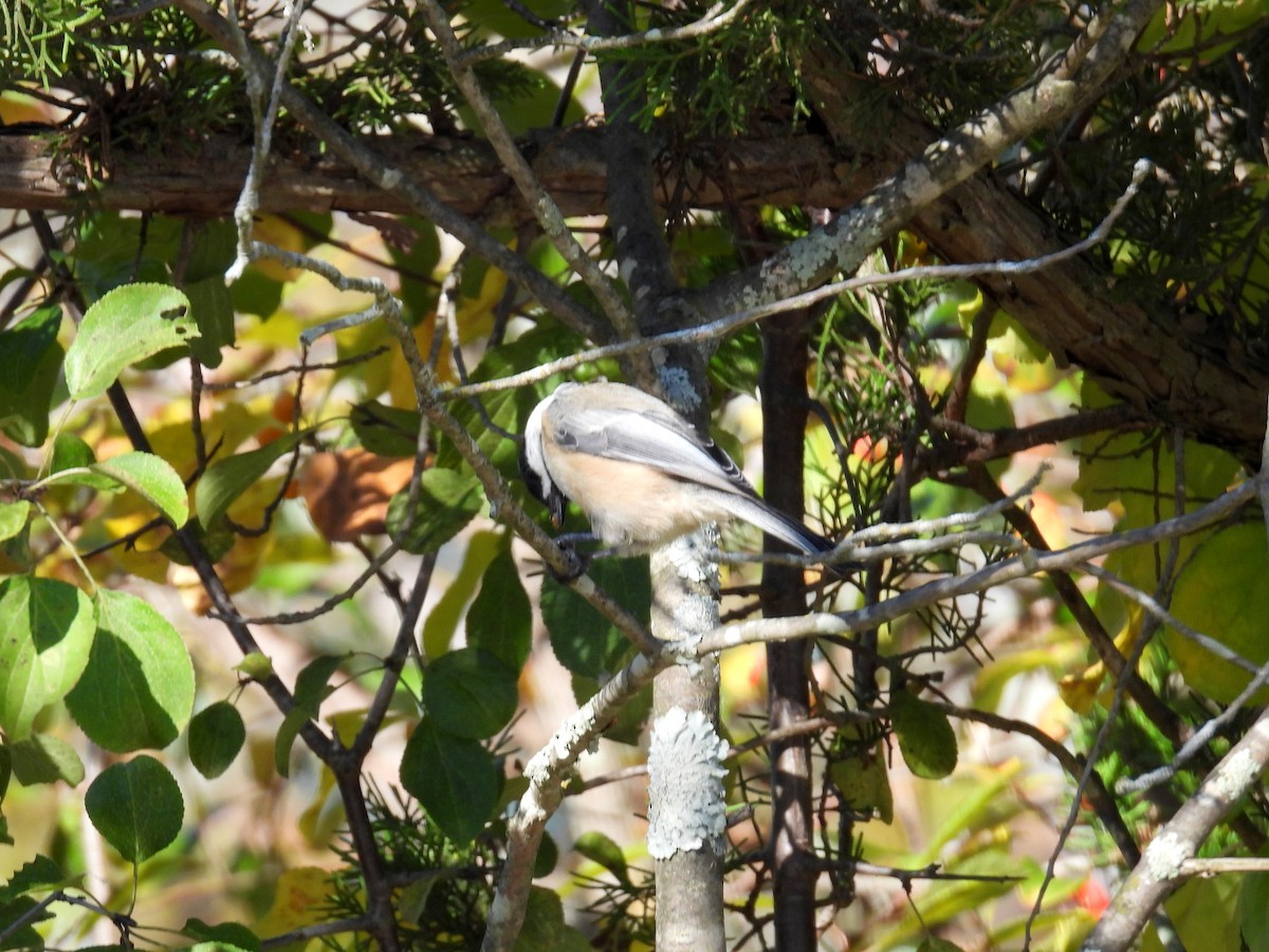 Black-capped Chickadee - ML389765801