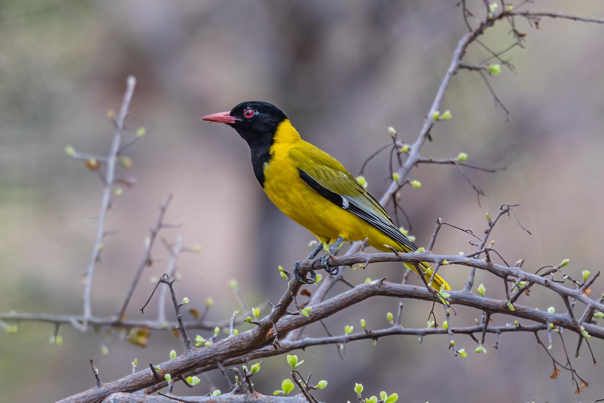 African Black-headed Oriole - ML389765991