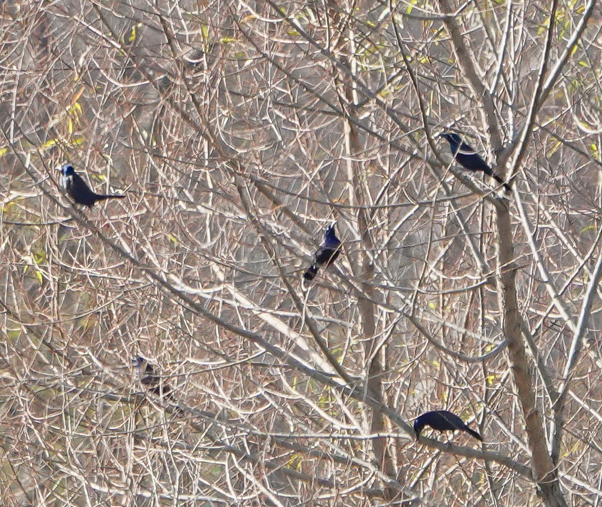 Common Grackle - ML389767321