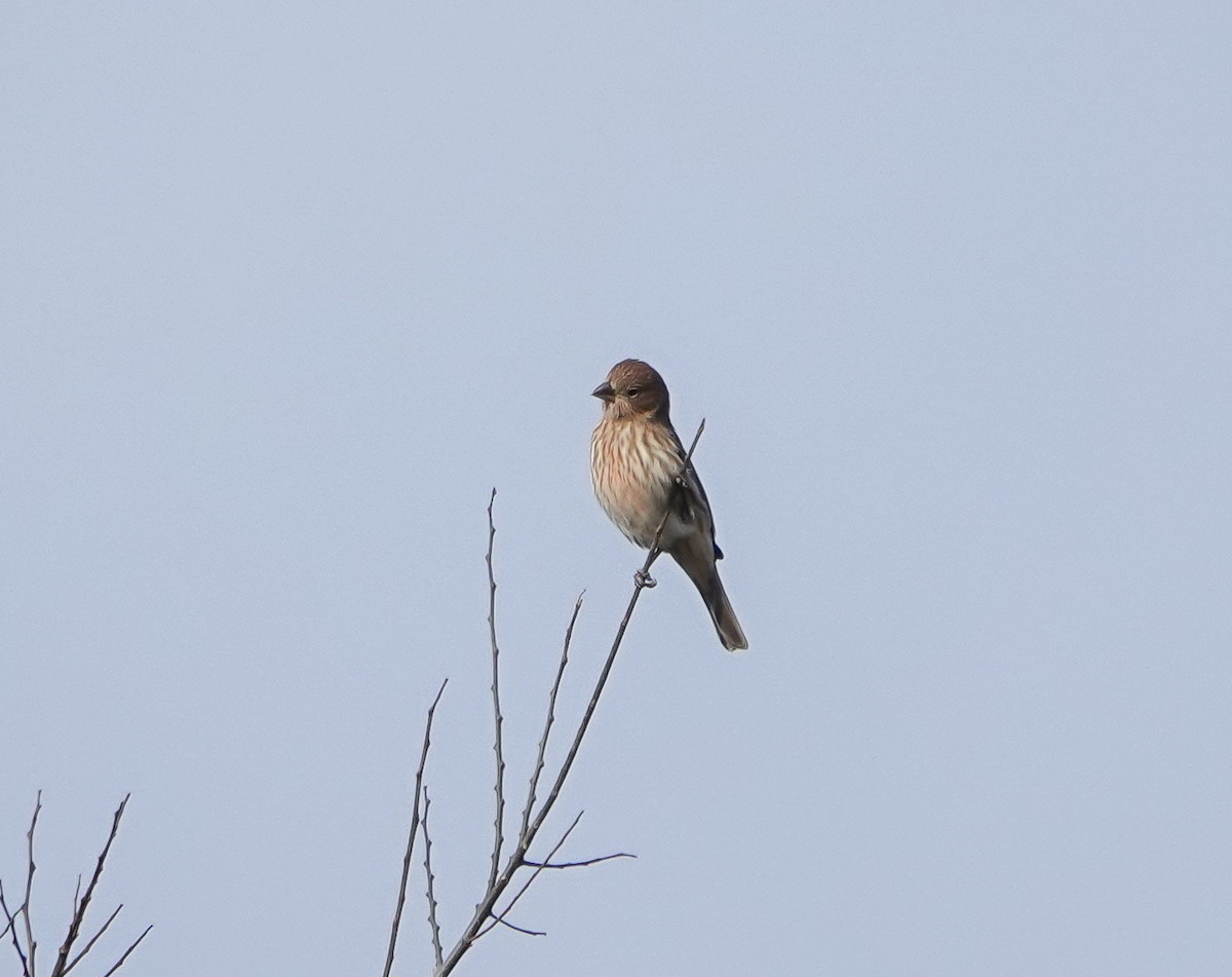 House Finch - ML389767421