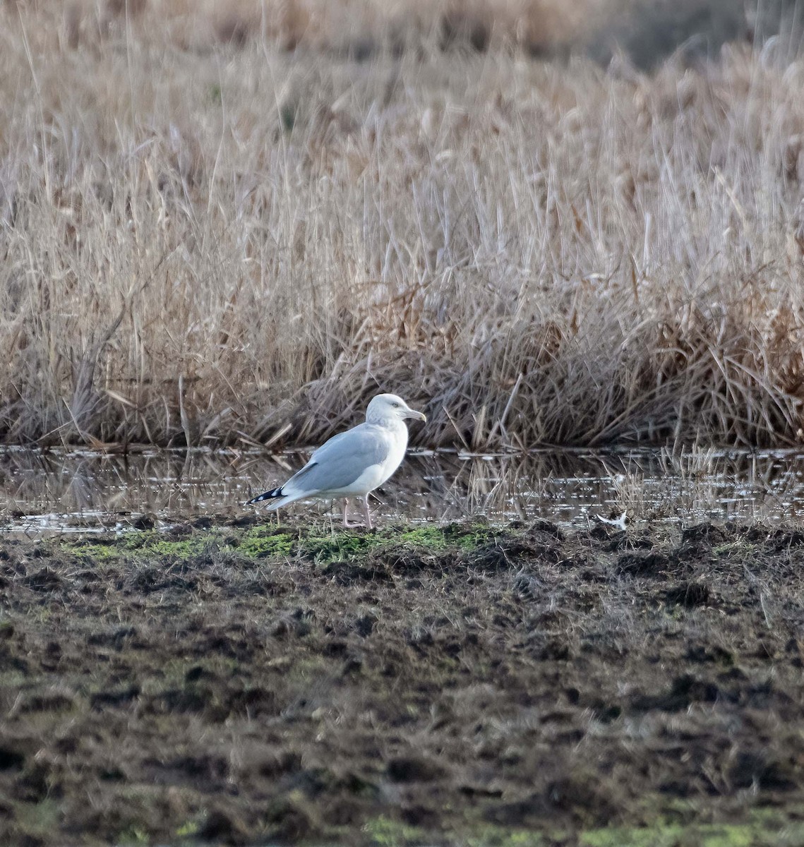 Herring Gull - ML389767431