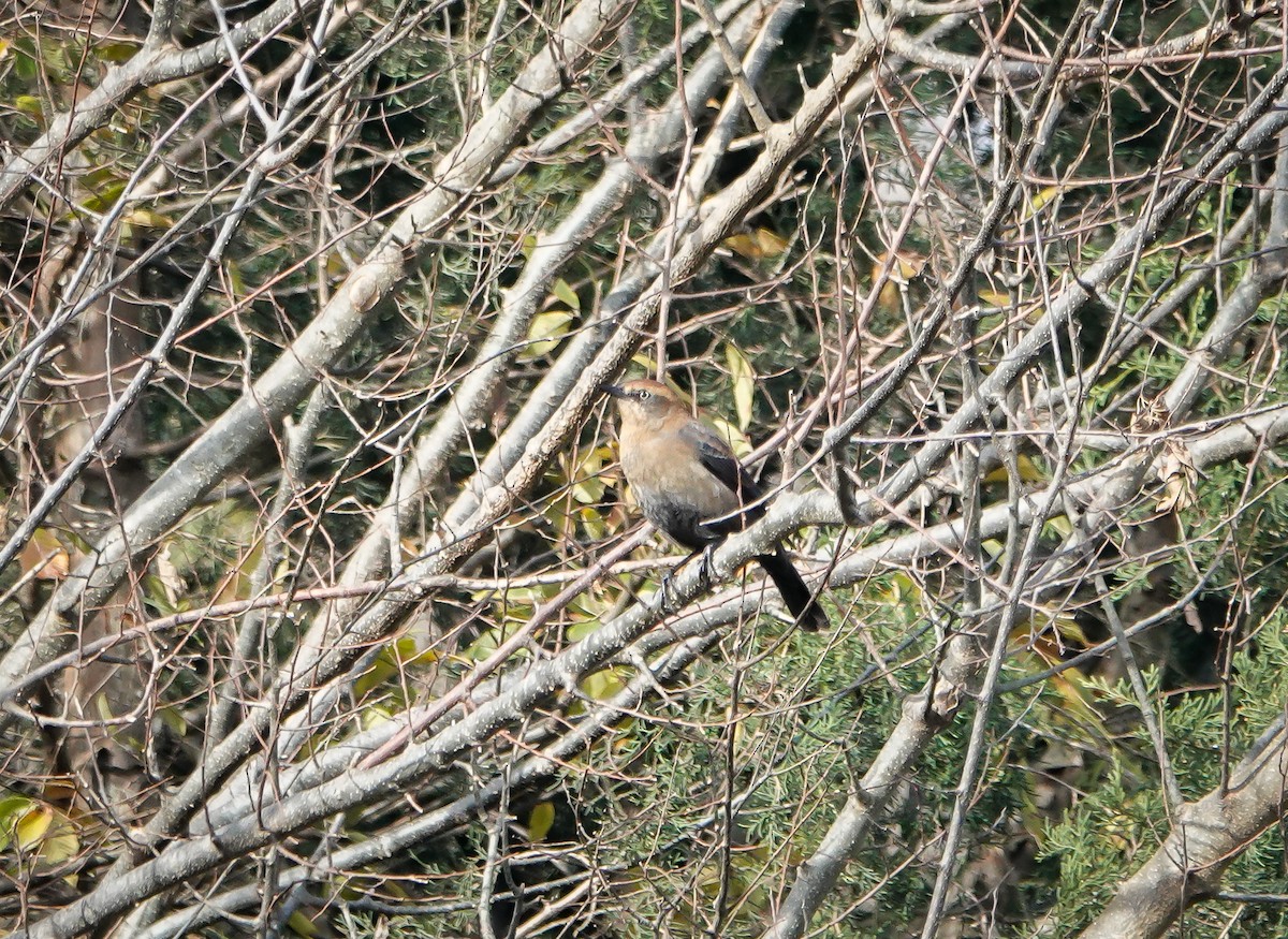 Rusty Blackbird - ML389767461