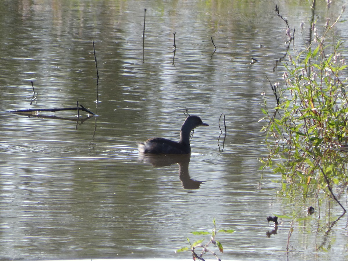 Least Grebe - Truitt Ellis