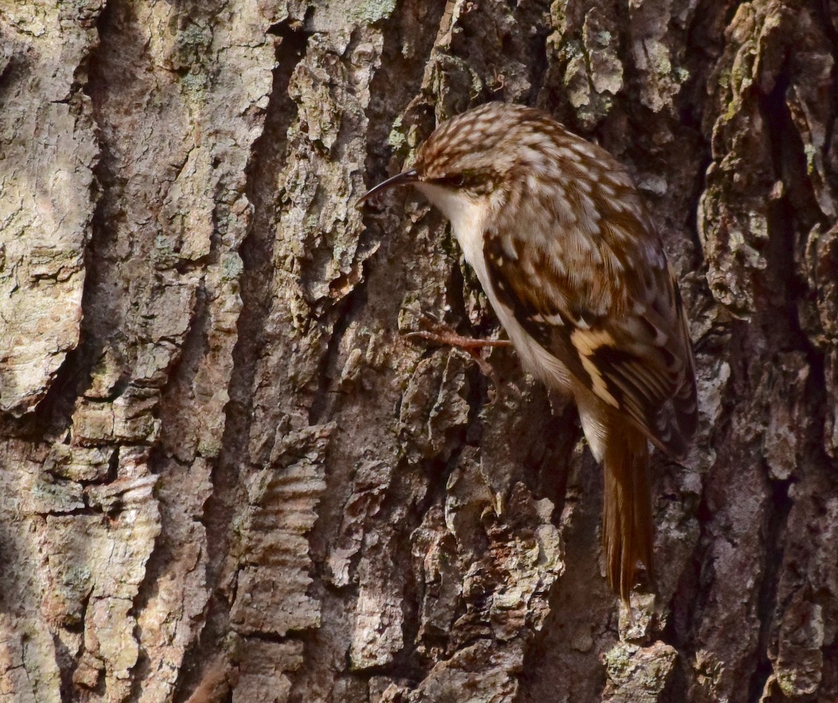 Brown Creeper - ML389770081
