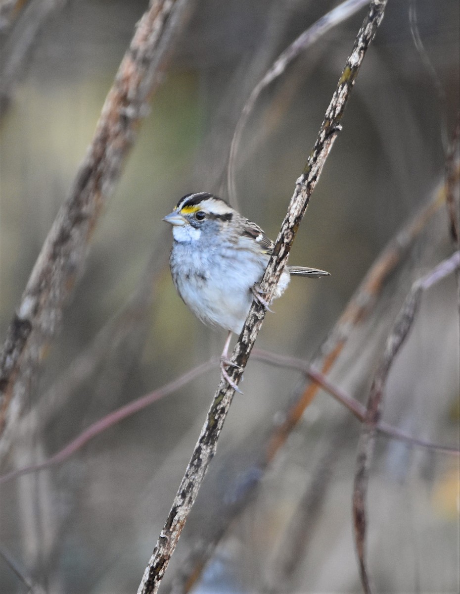 White-throated Sparrow - Tricia Vesely