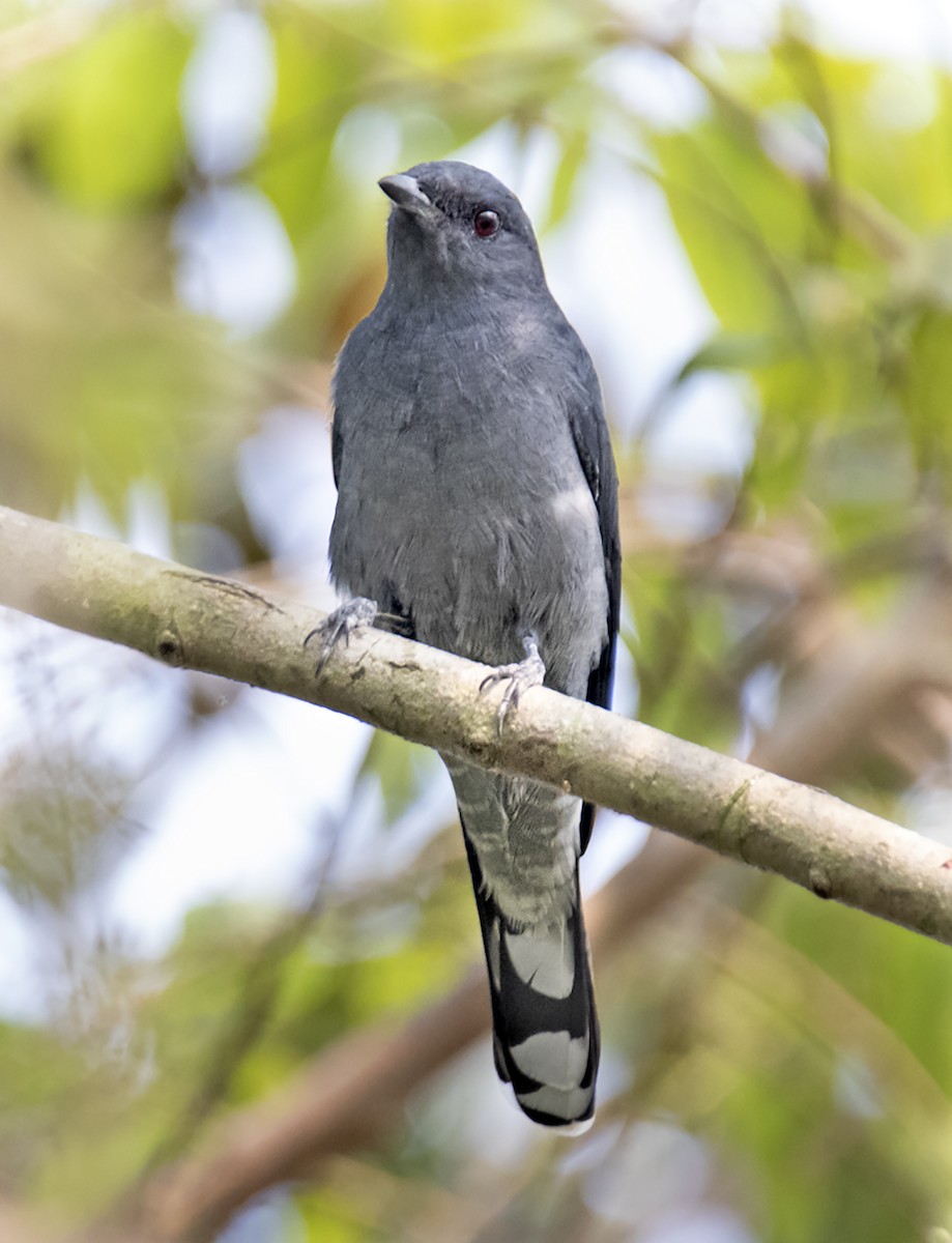 Black-winged Cuckooshrike - ML389770371