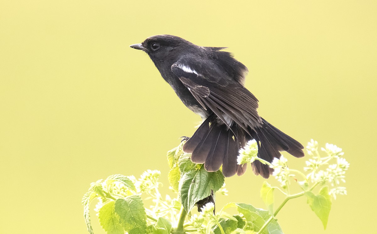 Pied Bushchat - ML389770621