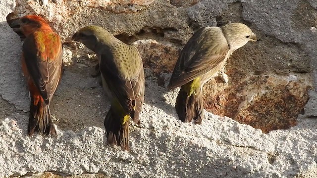 Red Crossbill - ML389771311