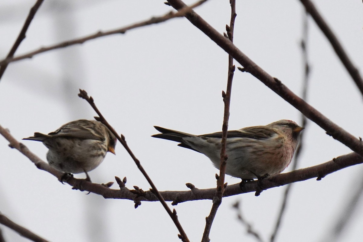 Common Redpoll - Sabine Jessen