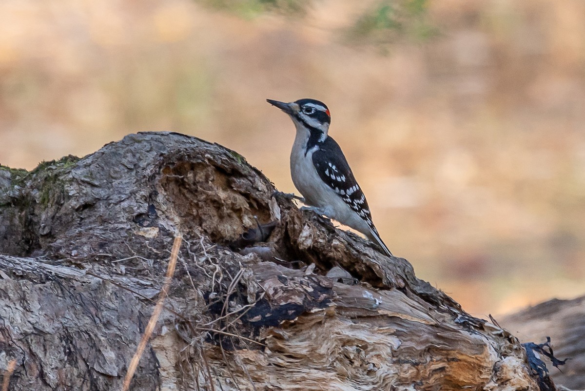 Hairy Woodpecker - ML389772241