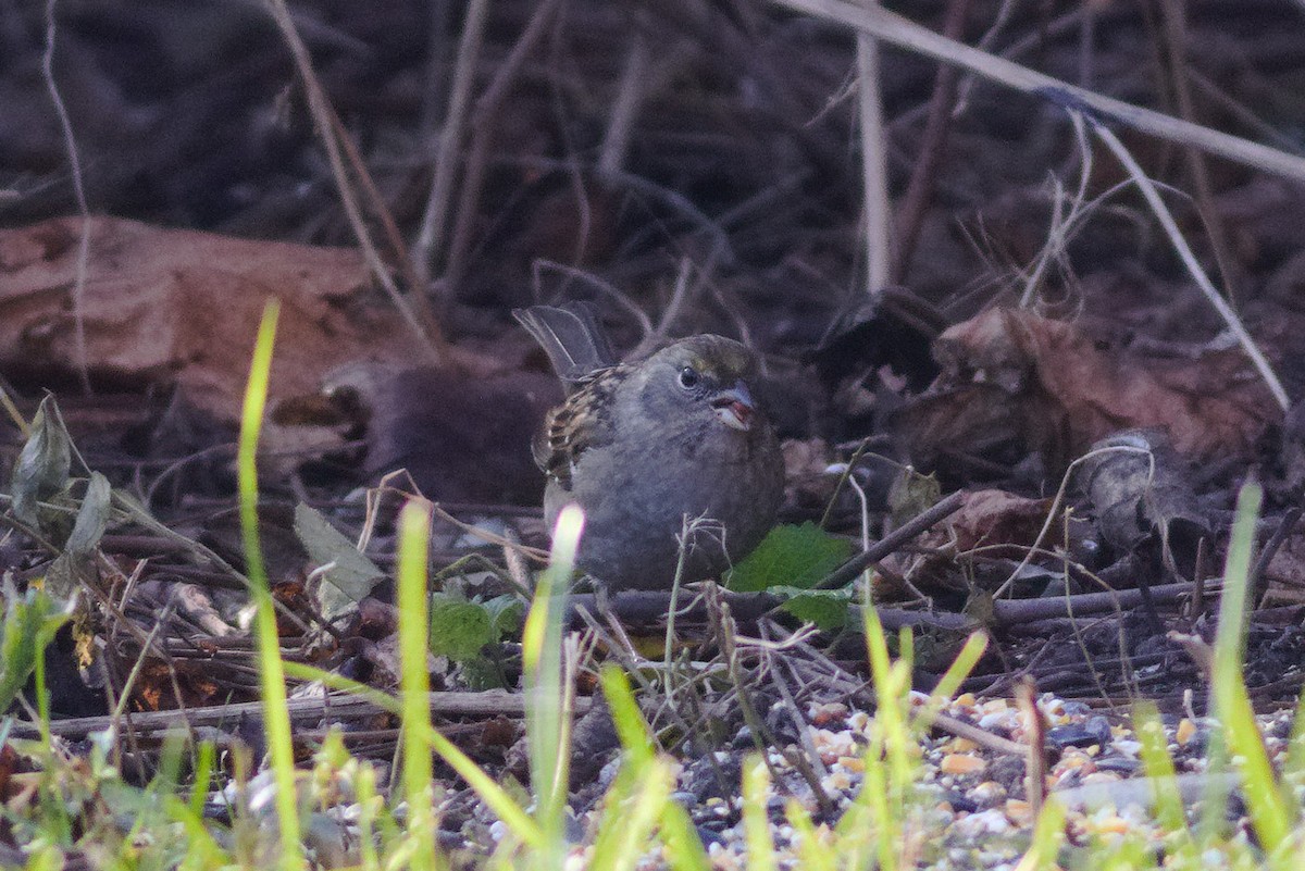 Golden-crowned Sparrow - ML389773571