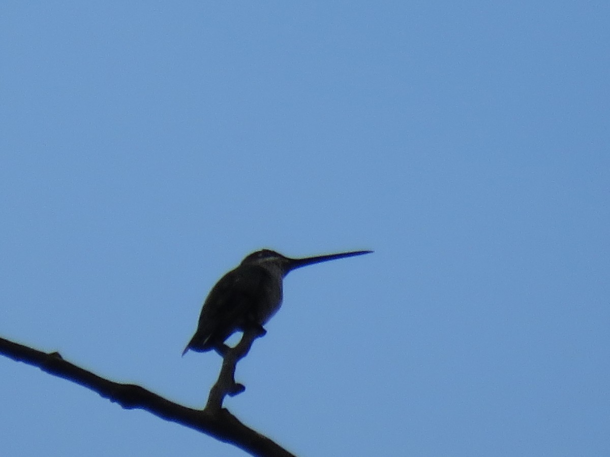 Colibrí Escamoso - ML389773651