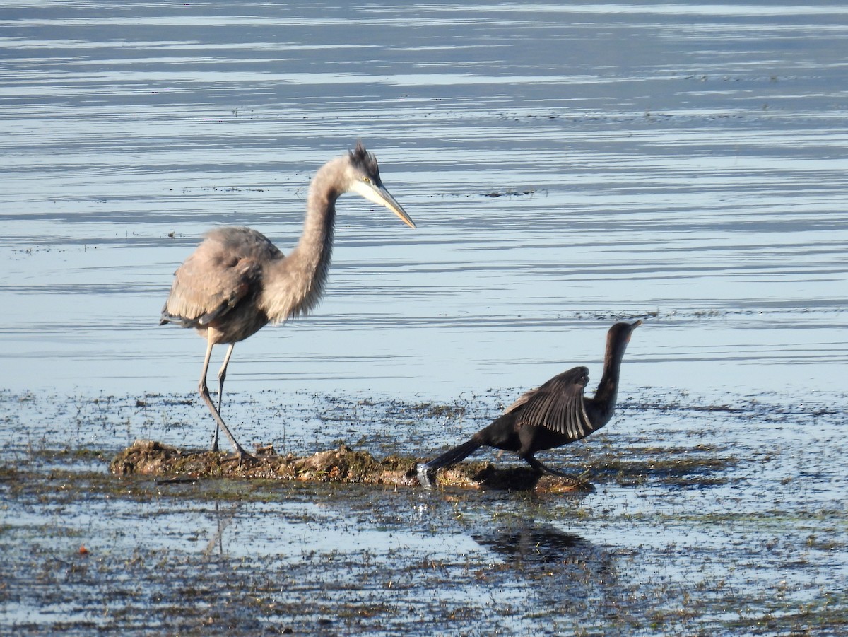 Great Blue Heron (Great Blue) - ML389773931