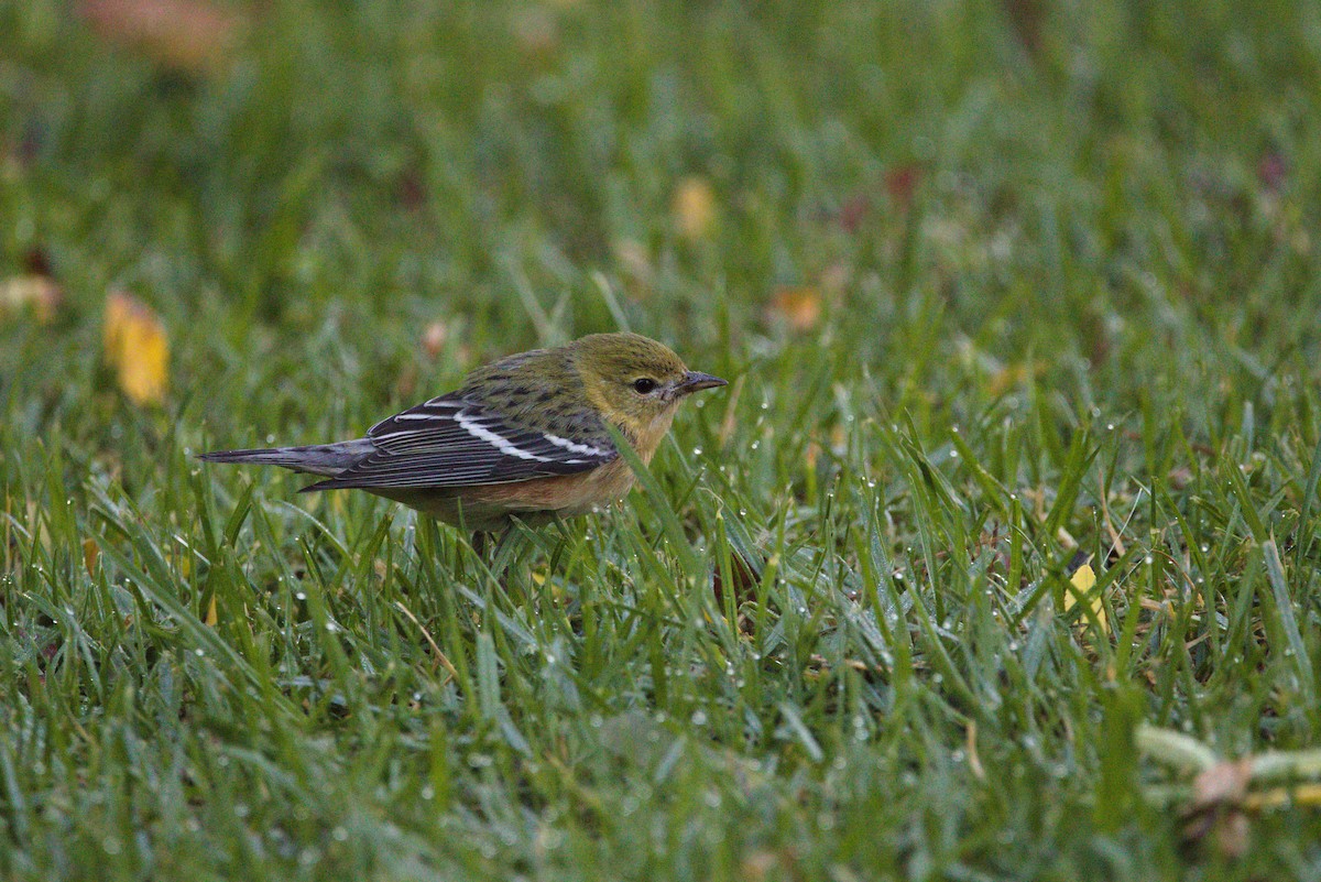 Bay-breasted Warbler - ML389774161