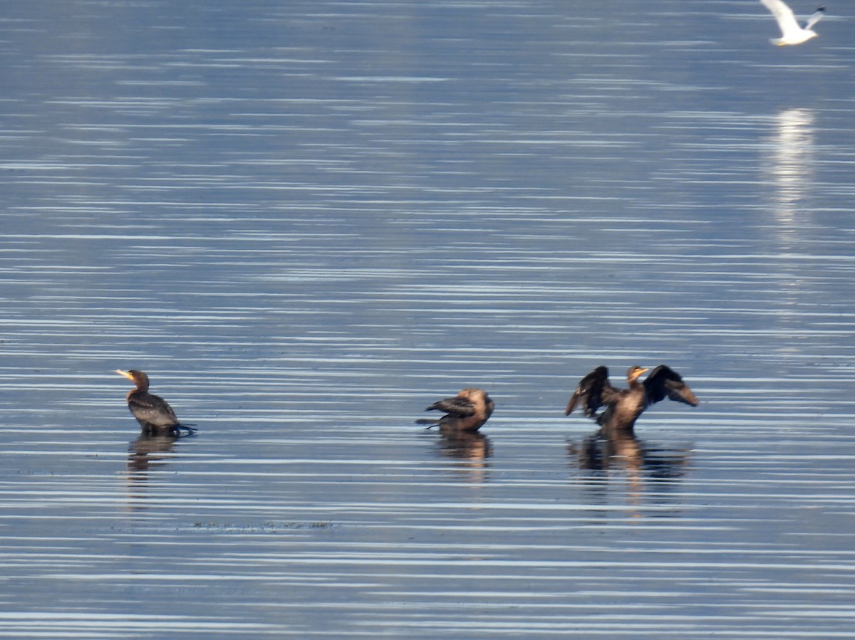 Cormoran à aigrettes - ML389775851