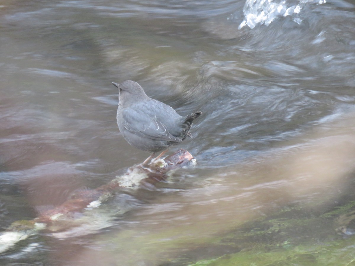 American Dipper - ML38977711
