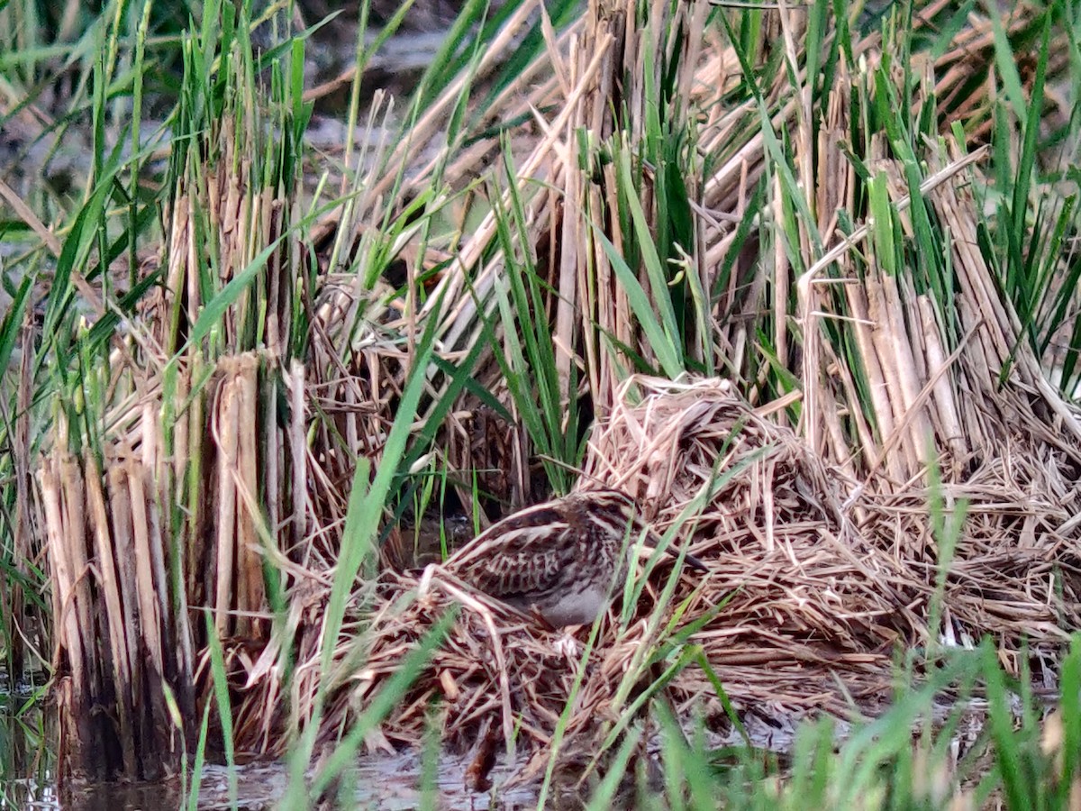 Jack Snipe - Omkar Dharwadkar