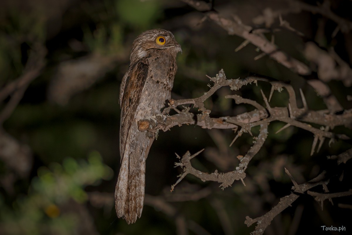 Common Potoo - ML389777541